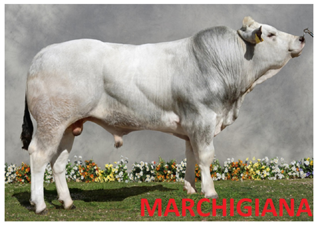 Marchigiana