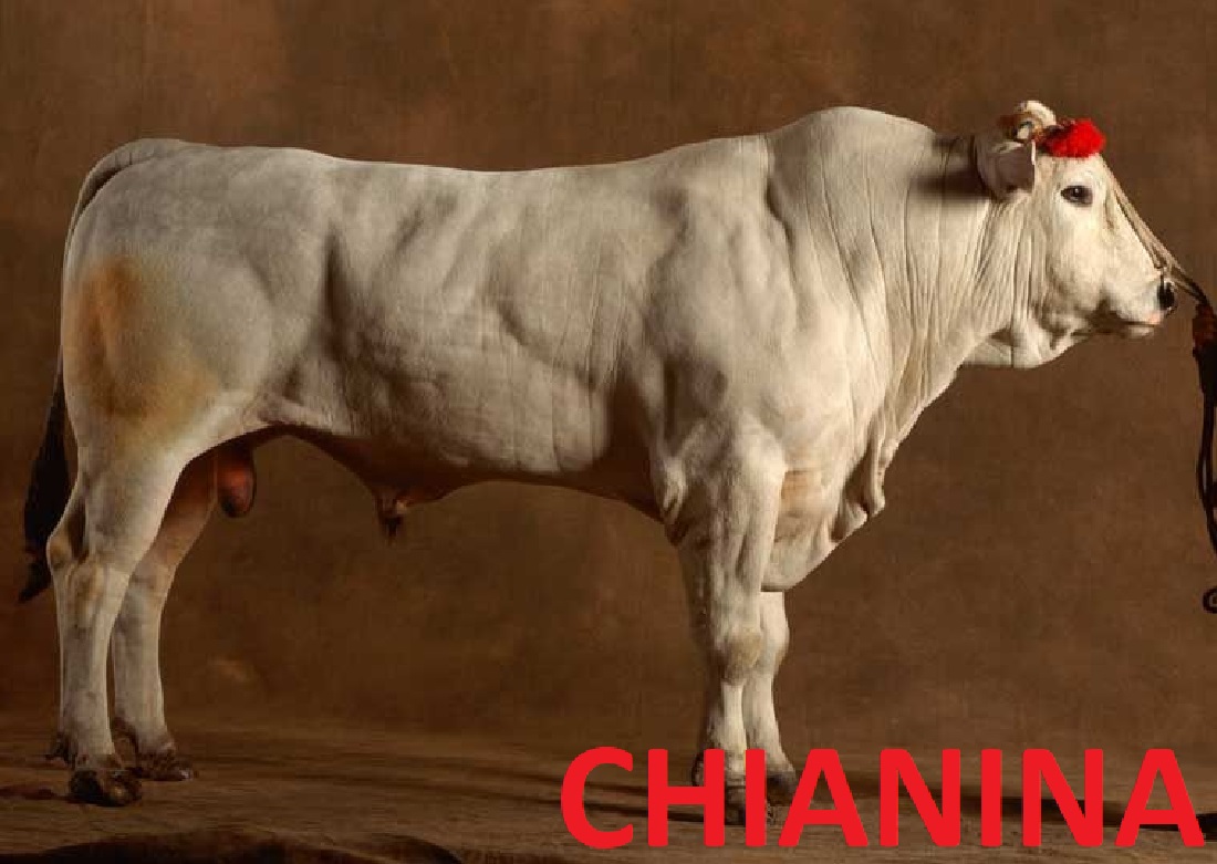 chianina