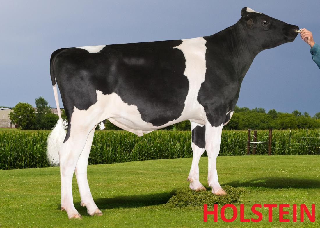 Holstein