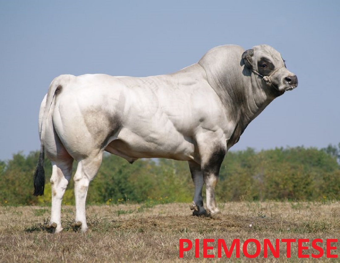 piemontese