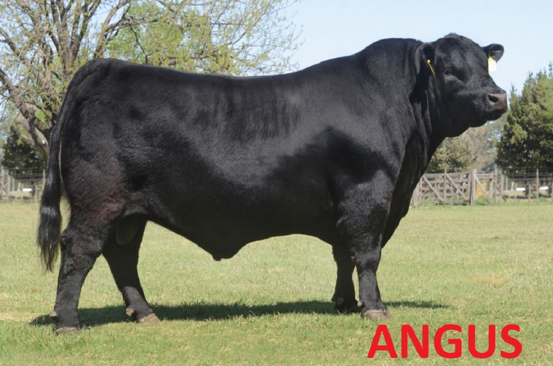 angus