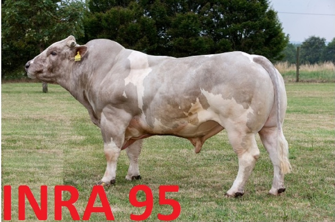 inra 95