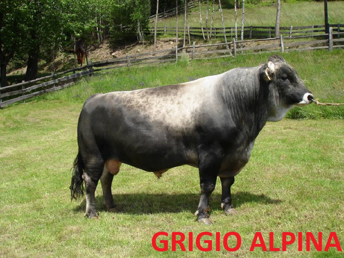 grigio alpina