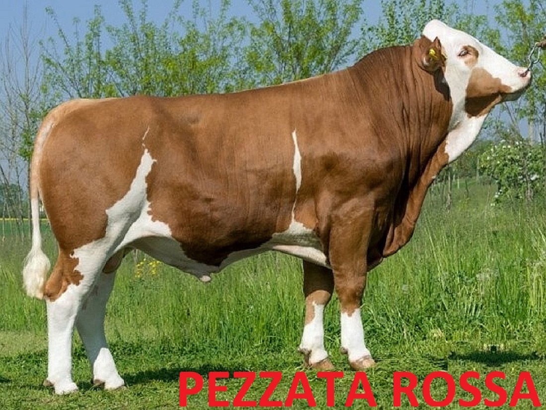 pezzata rossa