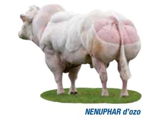 NENUPHAR D'OZO (BB)(BE000357522696)